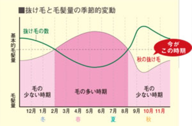 秋の抜け毛対策